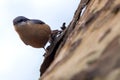 White Breasted Nuthatch - Sitta Canadensis
