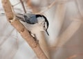 White-breasted Nuthatch, Sitta carolinensis