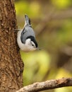 White-breasted Nuthatch, Sitta carolinensis Royalty Free Stock Photo