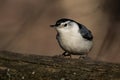 White-Breasted Nuthatch