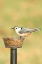 White-breasted Nuthatch sitta carolinensis on a feeder