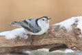 White-breasted Nuthatch (sitta carolinensis) in snow Royalty Free Stock Photo