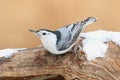 White-breasted Nuthatch (sitta carolinensis) in snow Royalty Free Stock Photo