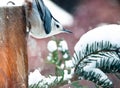 White breasted nuthatch in the snow Royalty Free Stock Photo