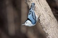 White breasted nuthatch stand up side down