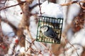 White-Breasted Nuthatch at Suet Feeder in Winter Royalty Free Stock Photo