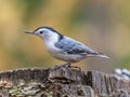 White-breasted nuthatch at Tylee Marsh, Rosemere, Quebec, Canada