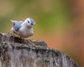 White-breasted nuthatch at Tylee Marsh, Rosemere, Quebec, Canada