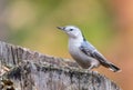 White-breasted nuthatch at Tylee Marsh, Rosemere, Quebec, Canada