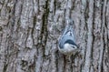 White-breasted nuthatch at Tylee Marsh, Rosemere, Quebec, Canada