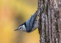 White-breasted nuthatch at Tylee Marsh, Rosemere, Quebec, Canada