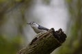 white-breasted nuthatch Royalty Free Stock Photo