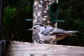 White breasted nuthatch Royalty Free Stock Photo