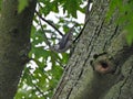 White Breasted Nuthatcher Bird on a Tree Trunk