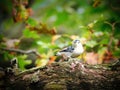 White Breasted Nuthatcher Bird Walks Along a Moss-Covered Tree Branch