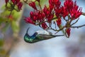 White-breasted Sunbird in Kruger National park, South Africa