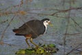 White-breasted Waterhen