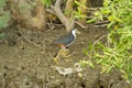 White-breasted Waterhen Royalty Free Stock Photo