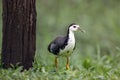 White-breasted Waterhen Royalty Free Stock Photo