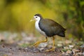 White-breasted waterhen, Amaurornis phoenicurus, Bharatpur, Rajasthan, India