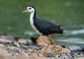 White-breasted Waterhen - Amaurornis phoenicurus waterbird of the rail and crake family, Rallidae, widely distributed across South