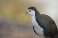 White-Breasted Waterhen at Bharatpur Bird Sanctuary,Rajasthan,India Royalty Free Stock Photo