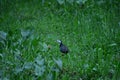 White breasted waterhen bird. Royalty Free Stock Photo