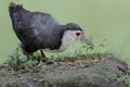 A white-breasted waterhen bird is looking for food in the bushes by a small river. Royalty Free Stock Photo