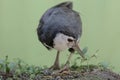 A white-breasted waterhen bird is looking for food in the bushes by a small river. Royalty Free Stock Photo