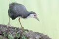 A white-breasted waterhen bird is looking for food in the bushes by a small river. Royalty Free Stock Photo