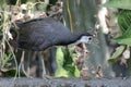 A white-breasted waterhen bird is looking for food in the bushes by a small river. Royalty Free Stock Photo