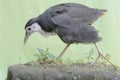 A white-breasted waterhen bird is looking for food in the bushes by a small river. . Royalty Free Stock Photo