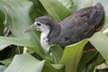 A white-breasted waterhen bird is looking for food in the bushes by a small river. Royalty Free Stock Photo