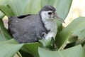 A white-breasted waterhen bird is looking for food in the bushes by a small river. Royalty Free Stock Photo