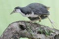 A white-breasted waterhen bird is looking for food in the bushes by a small river. Royalty Free Stock Photo