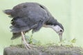 A white-breasted waterhen bird is looking for food in the bushes by a small river. Royalty Free Stock Photo