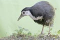 A white-breasted waterhen bird is looking for food in the bushes by a small river. Royalty Free Stock Photo