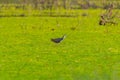 White Breasted Waterhen bird in the rain forest Royalty Free Stock Photo