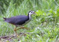 White-breasted Waterhen Royalty Free Stock Photo