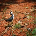White Breasted Waterhen Royalty Free Stock Photo