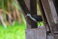 White breasted Waterhen waterbird walk out from wooden balcony