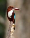 White Breasted or White-fronted Kngfisher Royalty Free Stock Photo