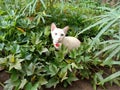 The white breed and cute cat in the yard