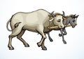 Vector drawing. Ox and donkey in one harness Royalty Free Stock Photo