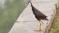 White brested waterhen in india on a wall Royalty Free Stock Photo