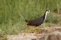 White brested waterhen taking a stroll Royalty Free Stock Photo