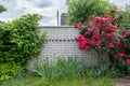 White brick fence against the background of natural greenery and a Bush of red roses Royalty Free Stock Photo