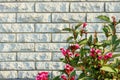 White brick fence and bright red flowers. Brick wall texture background. Royalty Free Stock Photo