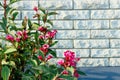 White brick fence and bright red flowers. Brick wall texture background. Royalty Free Stock Photo