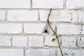 White brick wall with a branch of a plant